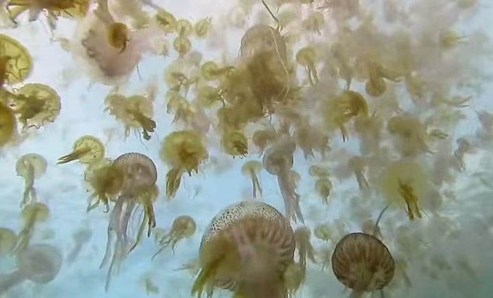 MASSIVE INVASION of BABY JELLYFISH-Youtube