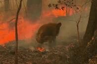 コアラ受難、オーストラリアの山火事で絶滅の危機