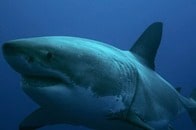 【画像】サメに襲われた瞬間を物語る「巨大咬傷」...ネットで恐怖と驚きの声続出