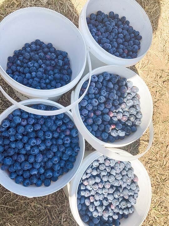 収穫後のブルーベリー