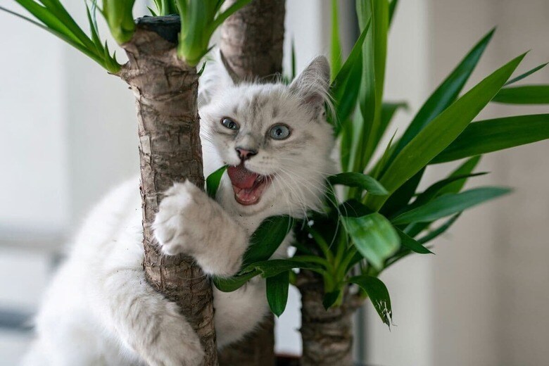猫はいたずらが大好き（写真はイメージです）　Piotr Musiol-Unsplash