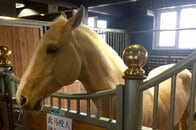 名馬だらけのテーマパークを造った新疆ウイグル自治区の逸材企業家