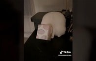 【動画】午前3時に台所で見つかった、頭が箱から抜けなくなった猫