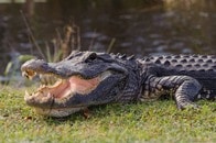 「死を待つのみ」「一体なぜ？」 上顎が完全に失われたワニが発見される...ショッキングな写真に大きな反響
