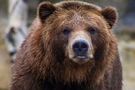 男性が玄関先でクマに襲われ大けが...監視カメラが捉えた衝撃映像　米フロリダ