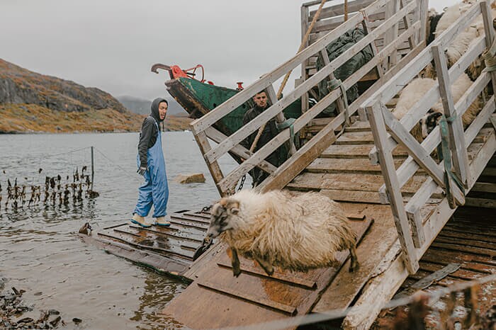食肉処理会社の作業員が輸送船から羊を降ろす。農業と食肉処理はこの地域の食料安全保障の要だ