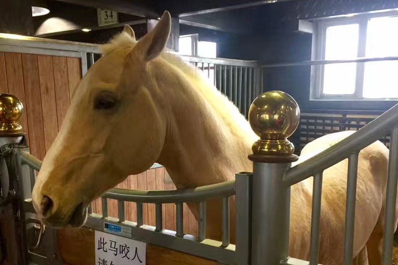 新疆古生態園の名馬「汗血馬」ことアハルテケ（写真：府川葵）