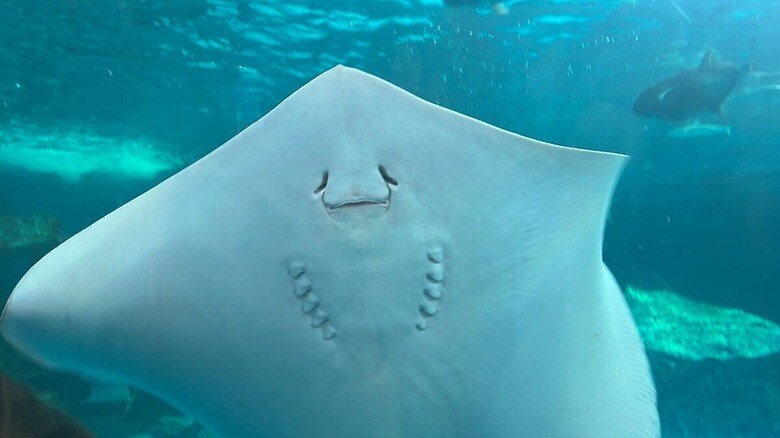 （写真はイメージです）praewprao ponpai-shutterstock