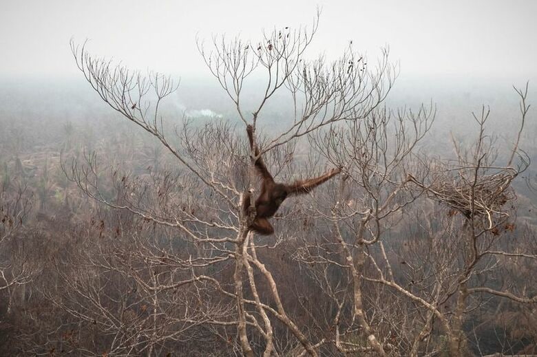 写真は山火事の被害を受けたパーム油農園の木にぶら下がるオランウータン。9月30日、インドネシア西カリマンタン州クタパン県ラマン・サトン村で撮影。REUTERS/Victor Fidelis Sentosa