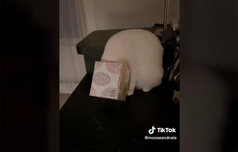 @mooseandnala/TikTok