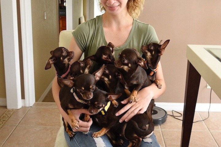 「世界最小の犬」から「最も多く複製された犬」へ　twitter-@AOWRnews