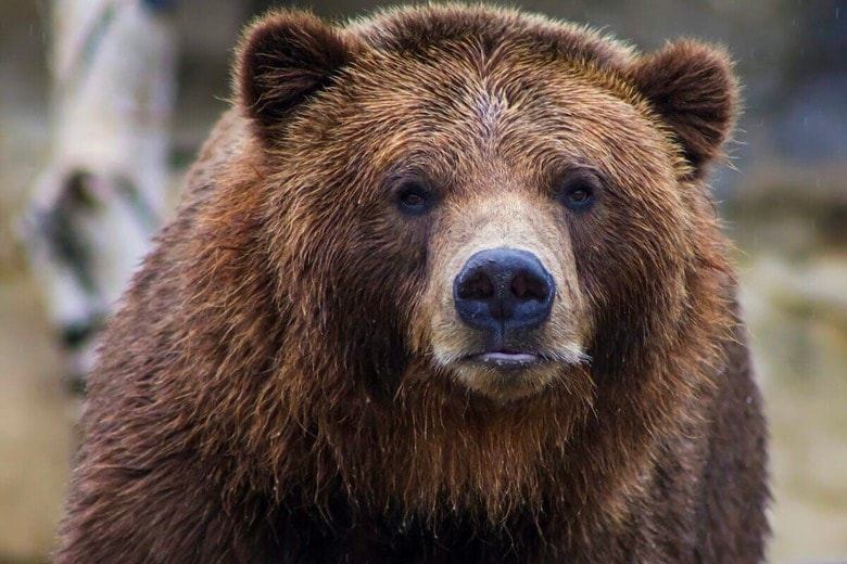 「最後にクマの写真を送っていた」男性が死亡（写真はイメージです）　Becca-Unsplash