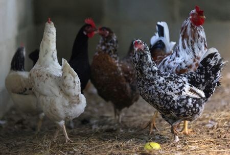 　７月１９日、ブラジルのファバロ農業・畜産相は、日本が鳥インフルエンザ検出に伴ってブラジル２州の鳥や鶏肉に発動している輸入停止措置が近く解除されるだろうと期待を示した。写真はリオデジャネイロの民間養鶏場で６月撮影（２０２３年　ロイター／Ricardo Moraes）