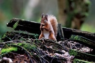 「絶滅寸前」だったリスが帰ってきた――ウィスキーの産地・ハイランドで生息域拡大中！