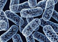 ミトコンドリアDNAの新たな編集技術が世界で初めて開発される