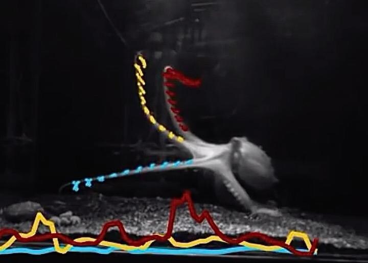 触手と触手との間で情報をやりとりできる...... AGU-YouTube