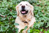 心臓病リスクを下げる犬種は？　「ハート」を守る愛犬効果は本当だった