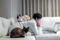 自宅でのネコの態度で分かる！ 飼い主との生物の種を超えた絆とその幸福度