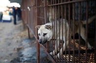 夏バテ予防で食される韓国の犬肉　賛否渦巻いて、鶏肉の消費が拡大