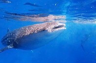 ジンベエザメの求愛行動に新発見...オスがメスに「噛みつく」理由とは？