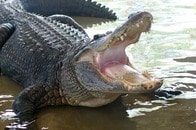 「無慈悲！」「残酷すぎる...」巨大ヘビに強烈なボディスラムを食らわせ、ムシャムシャと食べるワニが撮影される