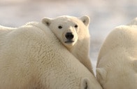 背を向け逃げる男性をホッキョクグマが猛追...北極圏の「観光地」で撮影された恐怖の瞬間