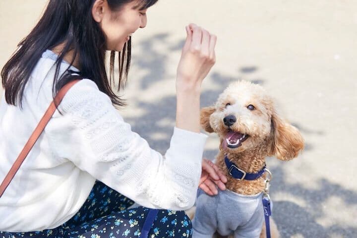 犬にしつけをする女性
