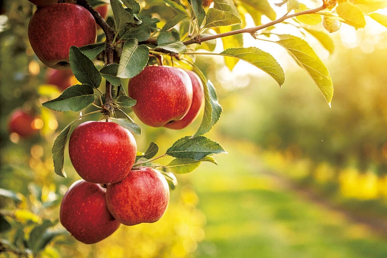 さまざまな組織や臓器の損傷を修復して機能を回復させる手法として、植物由来の組織を用いた再生医療に期待が高まっている　SABBIR MEDIA/SHUTTERSTOCK