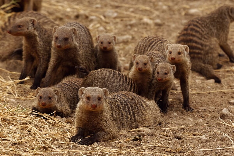 （写真はイメージです）　Anil Varma-shutterstock