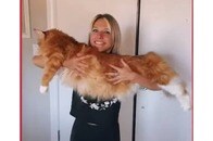 9歳児サイズの巨大猫　「散歩してると犬に間違われます」