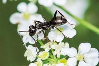 アリを癌の早期発見に役立てる──飼いやすく安い　仏研究