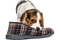 犬が「噛む」のはワケがある　