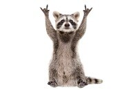 「激おこ」な猫を「ガン無視」するアライグマがネットの人気者に...動画は150万回再生を記録