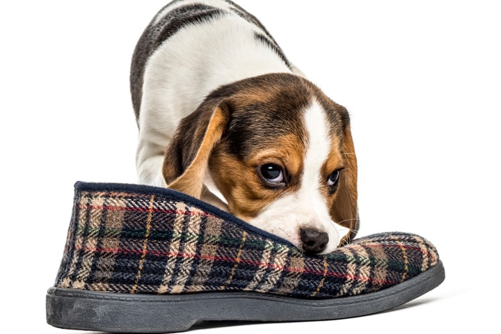 「犬が家庭の中で1番好きなのは人間の臭い」　GlobalP-iStock.