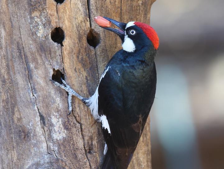 ドングリキツツキは、兄弟姉妹が育児に参加するというめずらしい習性でも知られている　through-my-lens-iStock