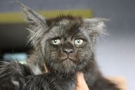 【人面猫】次なるスター猫は「さとり系」　生後2カ月でこの解脱感...