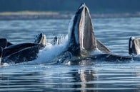 自然が生んだ「奇跡の光景」...南極で撮影されたクジラのバブルネット・フィーディングの「完璧な螺旋」