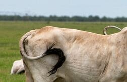 米で肉食寄生虫の寄生新たに3件確認、計15件に