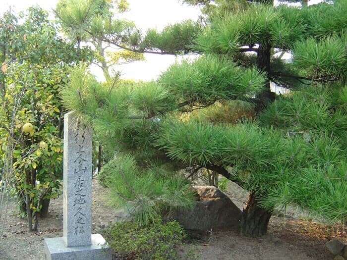 玉泉院「久の松」