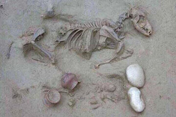 ベローナの埋葬地で発見された「人間と犬が一緒に埋葬された」遺跡の実際の様子