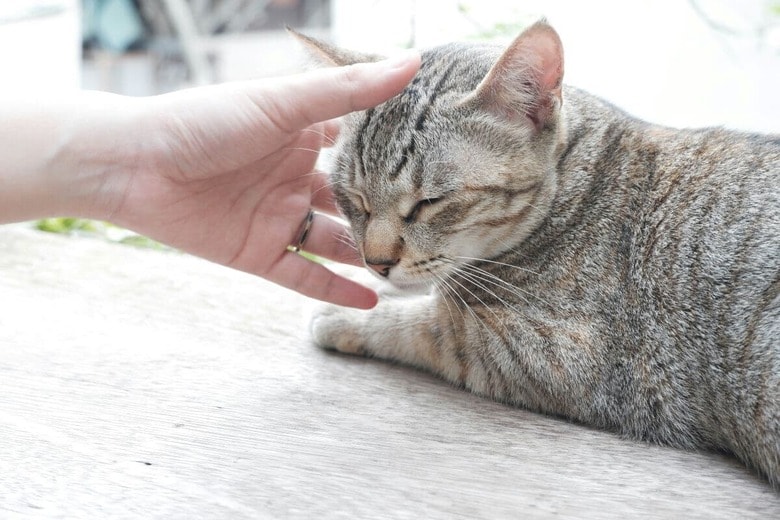 入院中の母親を喜ばせようと、猫をこっそり病院に…（写真はイメージです）　Huy-Loc-unsplash