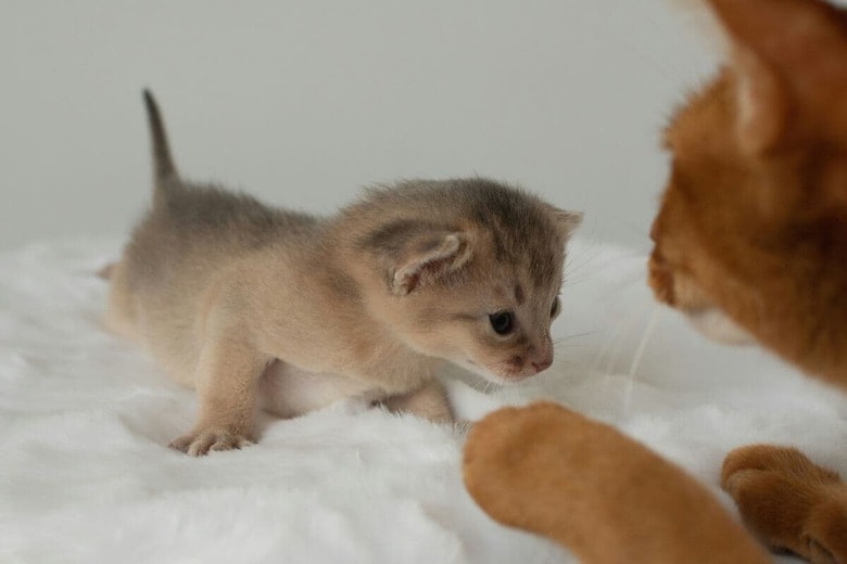 小さな命を守る母猫は強い（写真はイメージです）　Aletha Annema-Unsplash