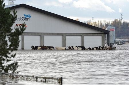 　１１月１６日、カナダ西部ブリティッシュコロンビア州で２日間の集中豪雨により洪水や土砂崩れが発生し、国内最大の港であるバンクーバー港発着の鉄道貨物輸送が全面的に停止した。穀物や石炭、炭酸カリウムなどを中心に物流が混乱する可能性がある。同州で水に浸かった牛たち（２０２１年　ロイター/Jennifer Gauthier）