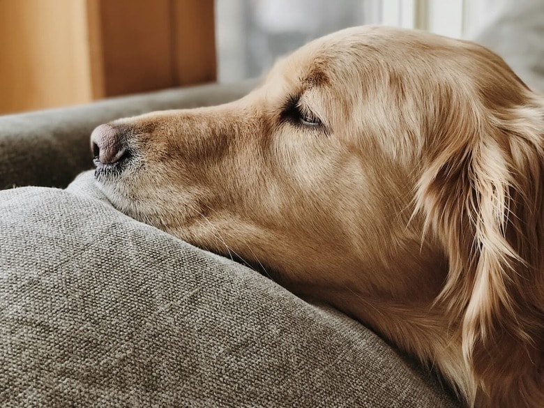 犬は「喜び」「悲しみ」など基本的な感情を持つ（写真はイメージです）　Cloé fontaine-Unsplash