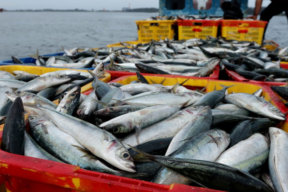 なぜマイワシもっと食べない？ 漁獲量も漁業者も「激減」の日本漁業、温暖化への意外な対抗策は

気候変動で水温が上昇し、日本近海の漁業に影響を与えている。その課題解決のためにすべきは「柔軟に対応すること」かもしれない