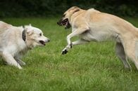犬が誰かを襲う前に飼い主が気づくべき危険な兆候…愛犬が突然の被害に遭った女性、今も心の傷癒えず