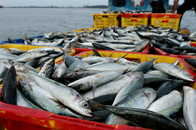 なぜマイワシもっと食べない？ 漁獲量も漁業者も「激減」の日本漁業、温暖化への意外な対抗策は