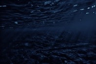 【動画】深海で発見された、300年以上生きている巨大生物