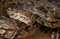 閲覧注意：インパラを丸呑みするニシキヘビの衝撃映像