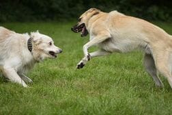 犬が誰かを襲う前に飼い主が気づくべき危険な兆候…愛犬が突然の被害に遭った女性、今も心の傷癒えず